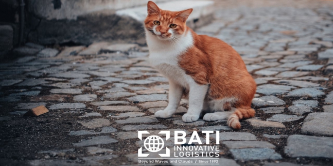 BATI Innovative Logistics, 4 Nisan Sokak Hayvanları Günü’nde yürüteç desteğine ihtiyaç duyan sevimli dostlara yürüteç yardımında bulunuyor.